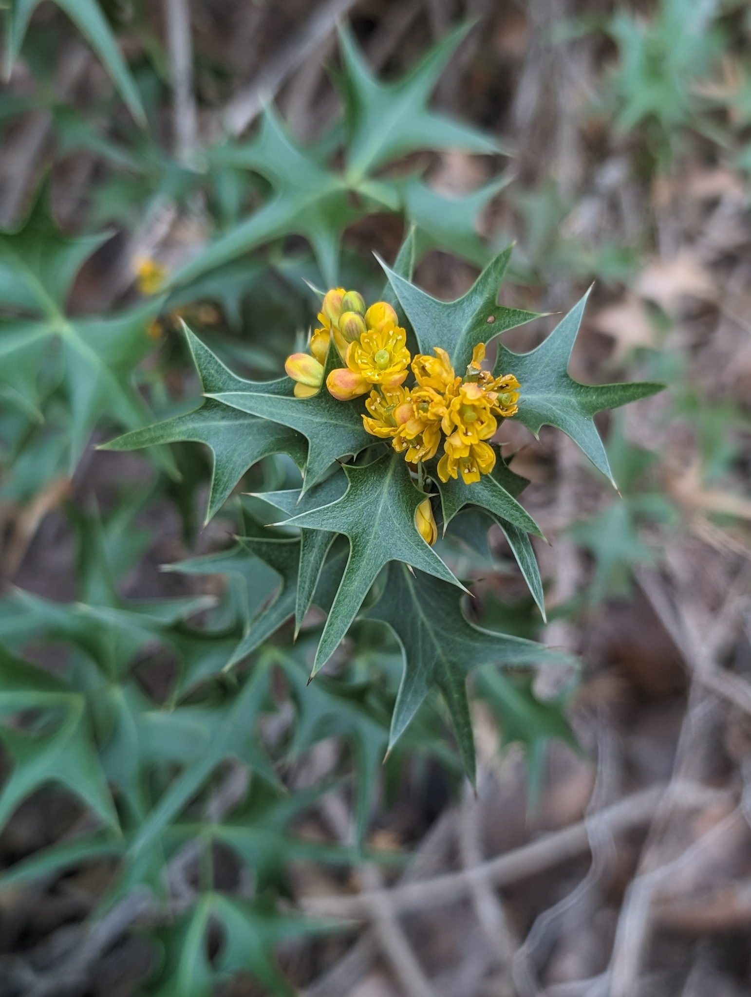 international backfill (iNaturalist): Berberis