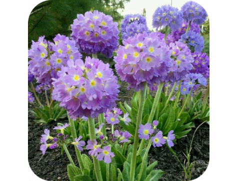 Примула Лайлак (Lilac)
