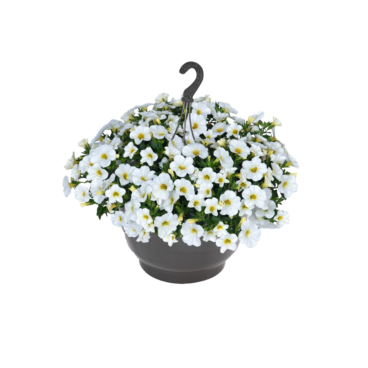 Калибрахоа Bloomtastic White