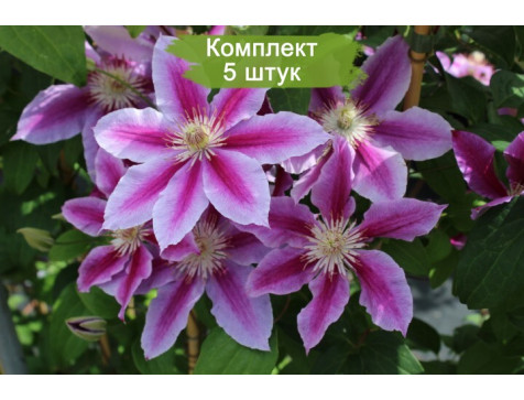Клематис Доктор Рупель