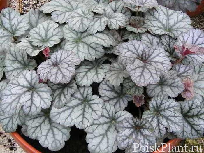 Гейхера гибридная Cinnabar Silver