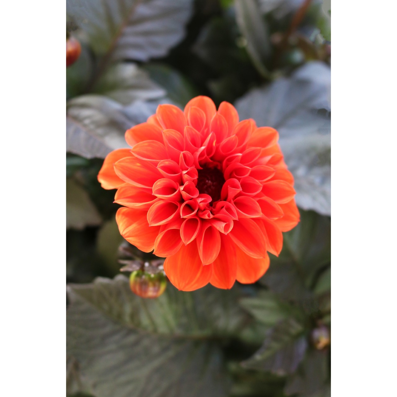 Георгина Temptation Orange