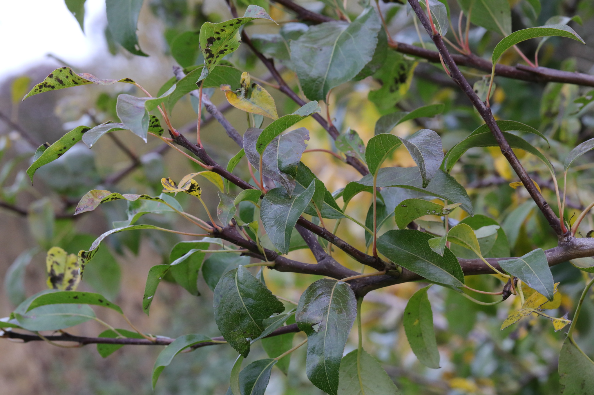 international backfill (iNaturalist): Malus domestica