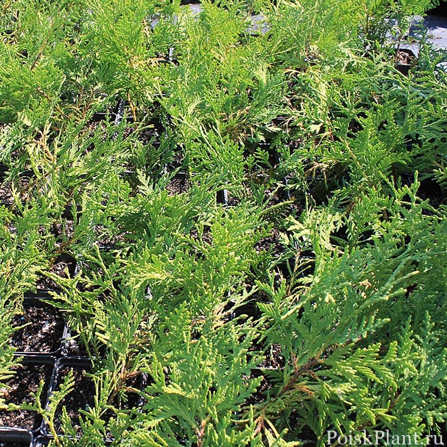 Туя западная Lombarts Wintergreen
