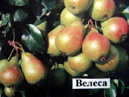 Груша Велеса