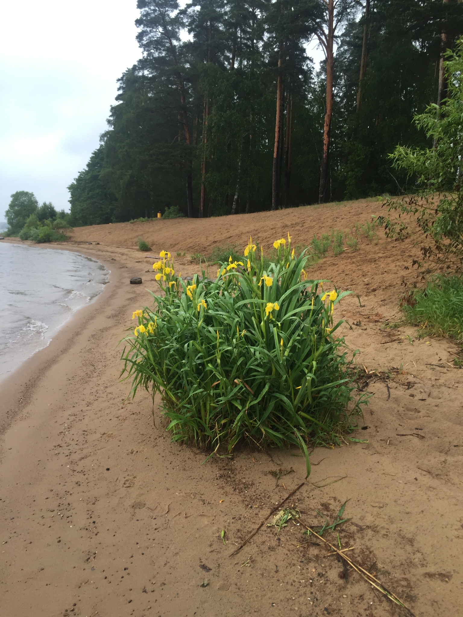international backfill (iNaturalist): Iris pseudacorus