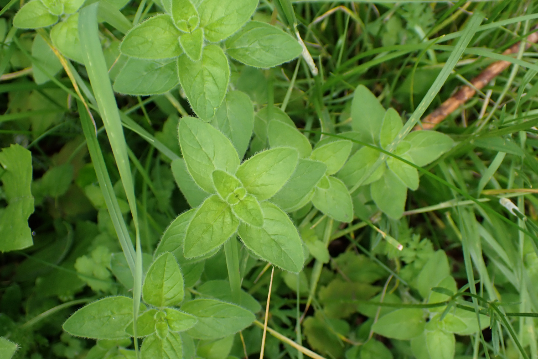 international backfill (iNaturalist): Origanum vulgare