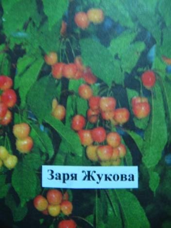 Черешня Заря Жукова