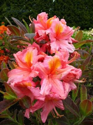 Рододендрон Berryrose