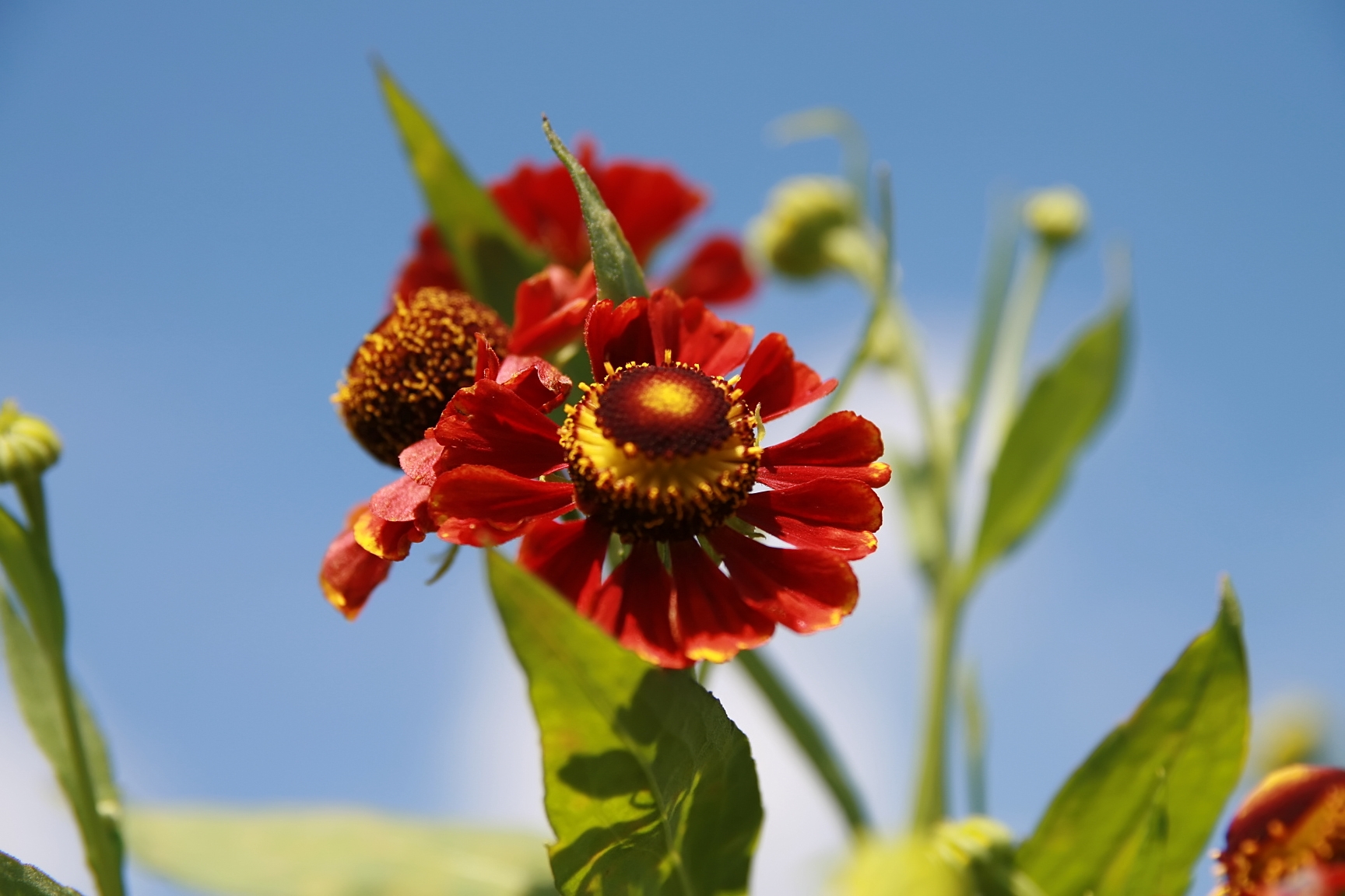 Гелениум (Helenium Chelsey)