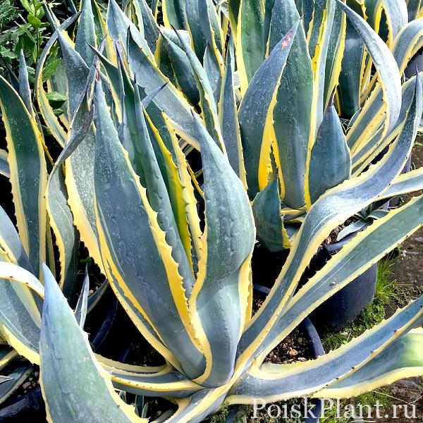 Агава американская Variegata