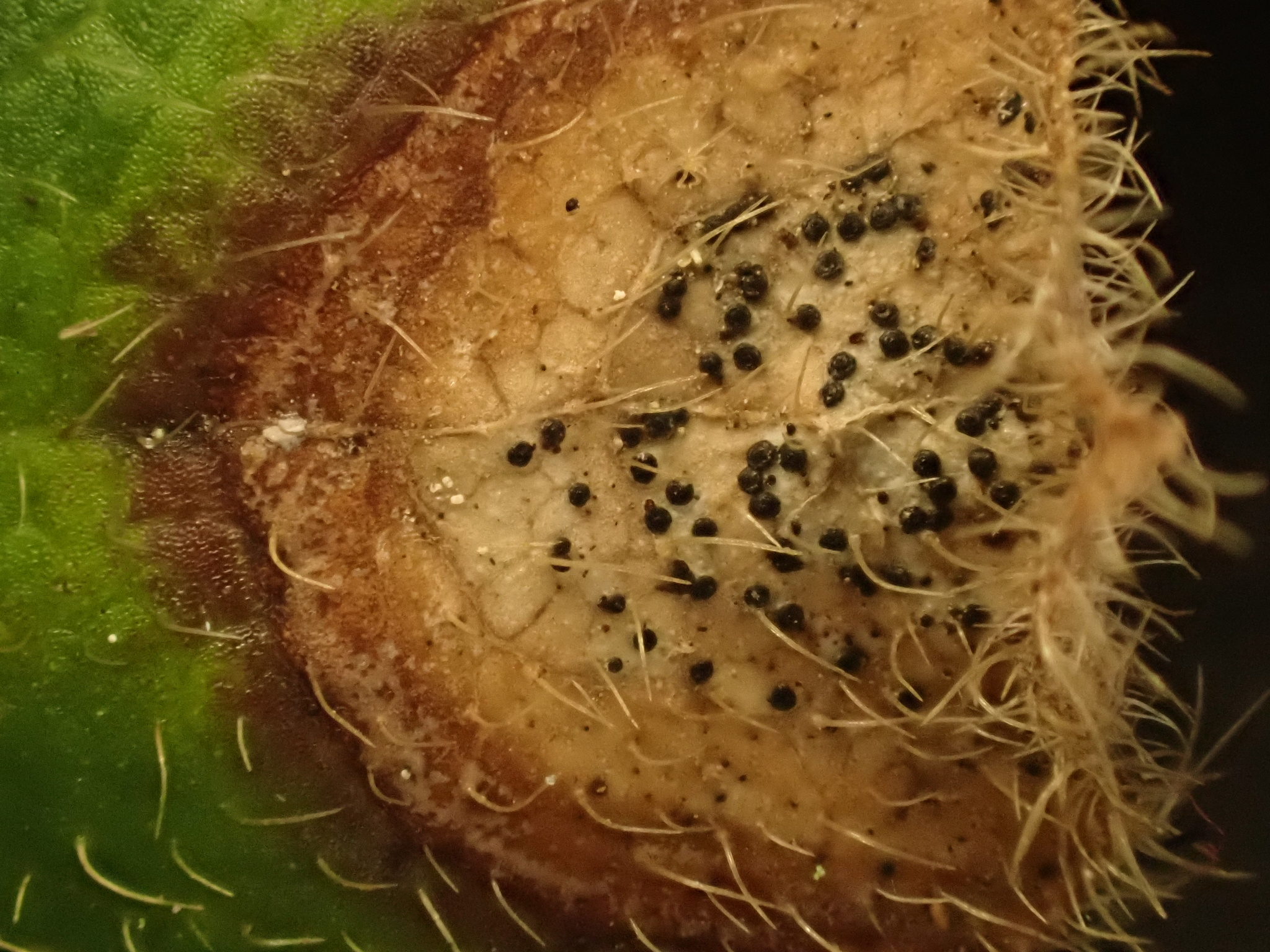 international backfill (iNaturalist): Lonicera