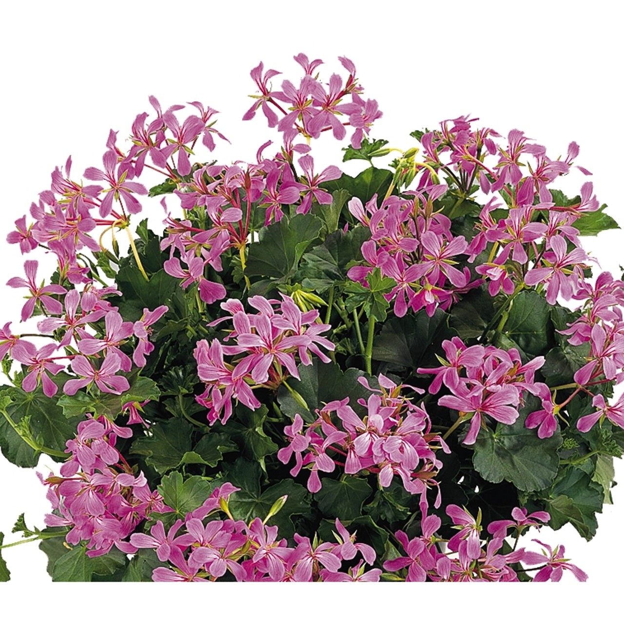 Пеларгония Classic Single Decora Lilac