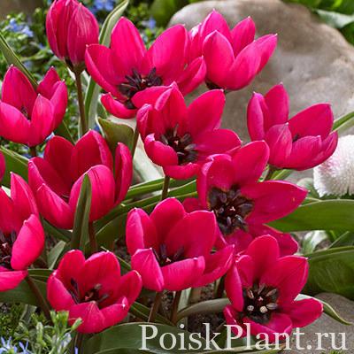 Тюльпан карликовый Violacea Black Base