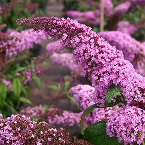 Буддлея давида "Pink Delight"