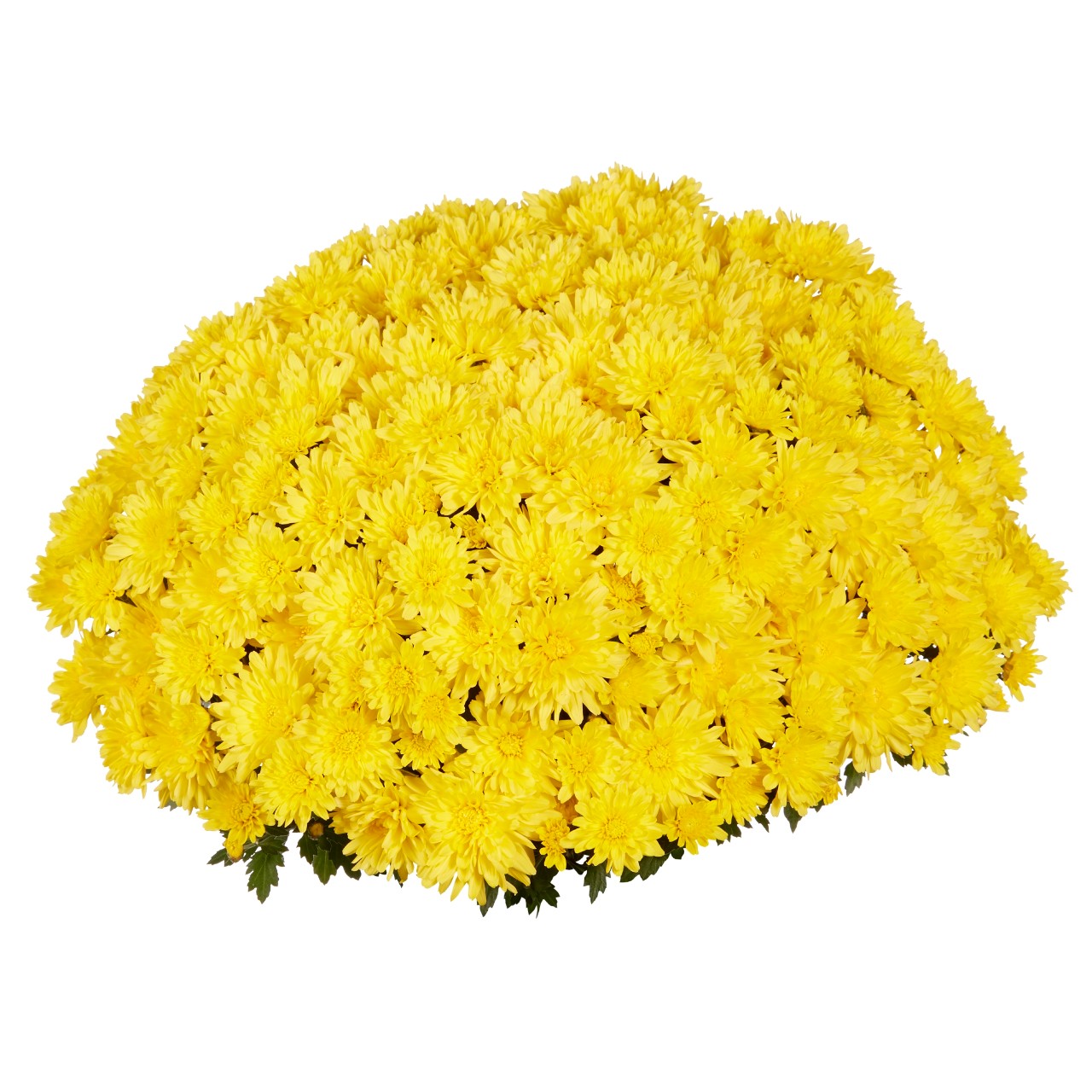 Хризантема Goal Yellow