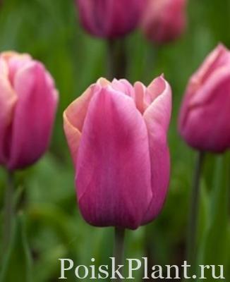 Тюльпан простой ранний Holland Beauty