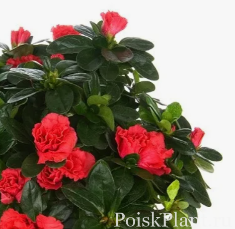 Азалия индийская Flandresse Red