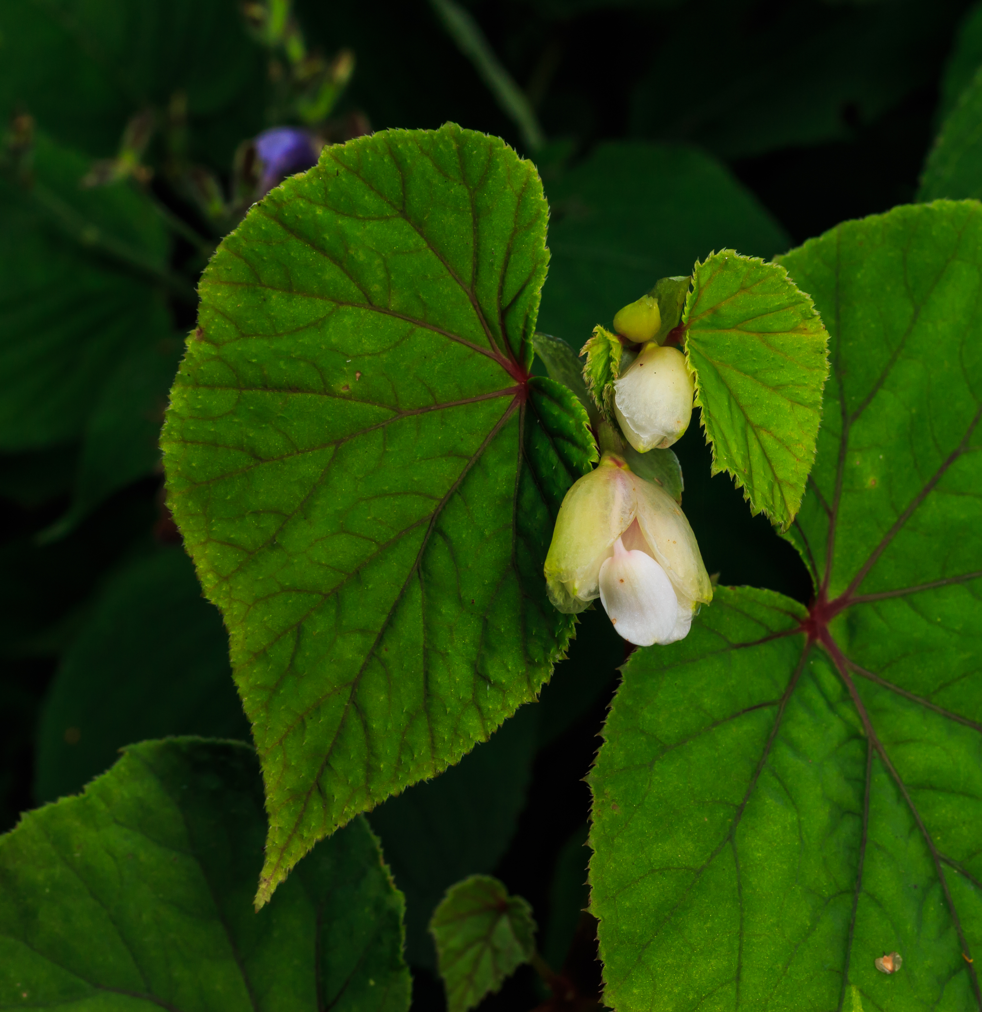 Бегония (Begonia )