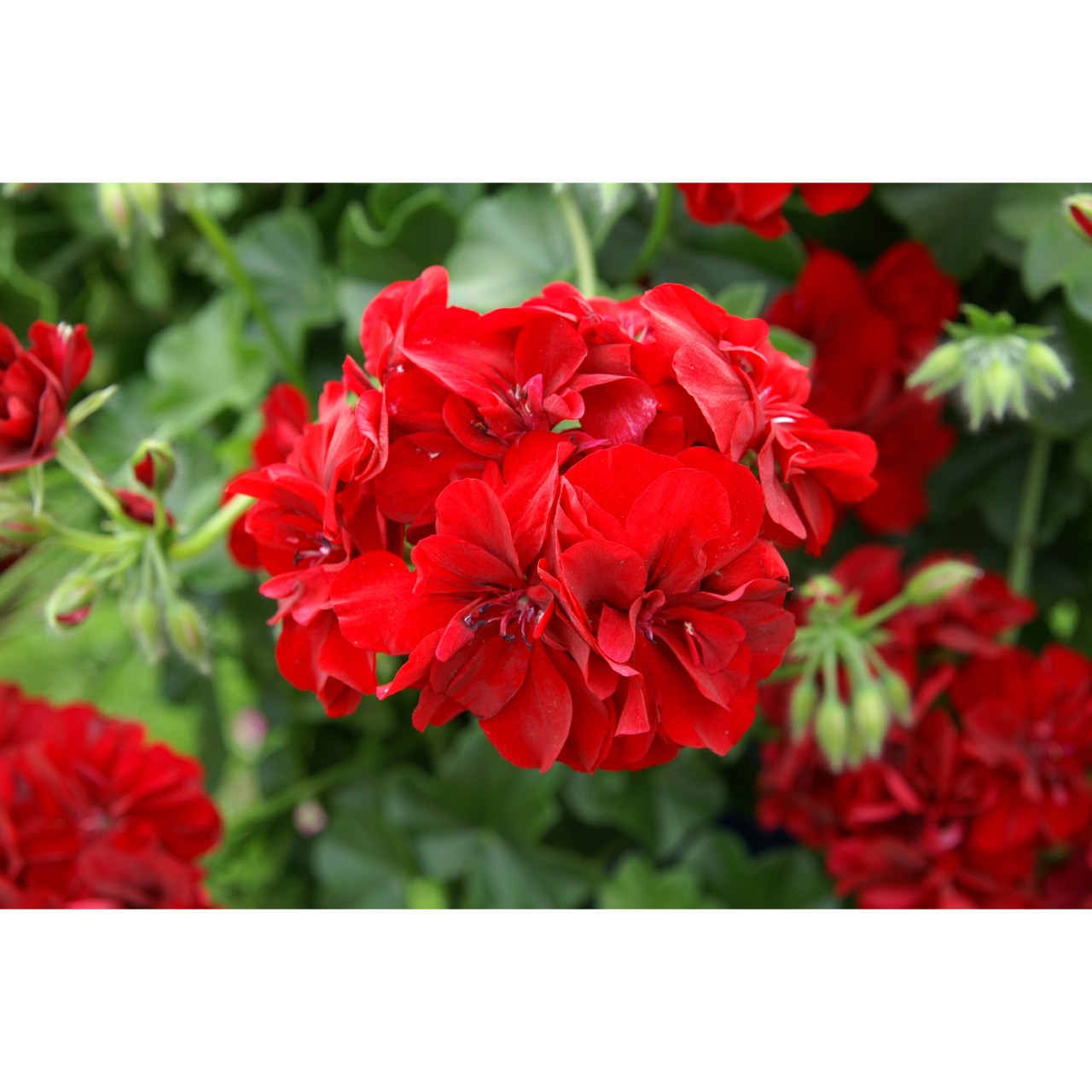 Пеларгония Atlantic Red