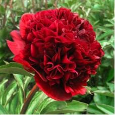 Пион молочноцветковый (Paeonia lactIflora Red Double)