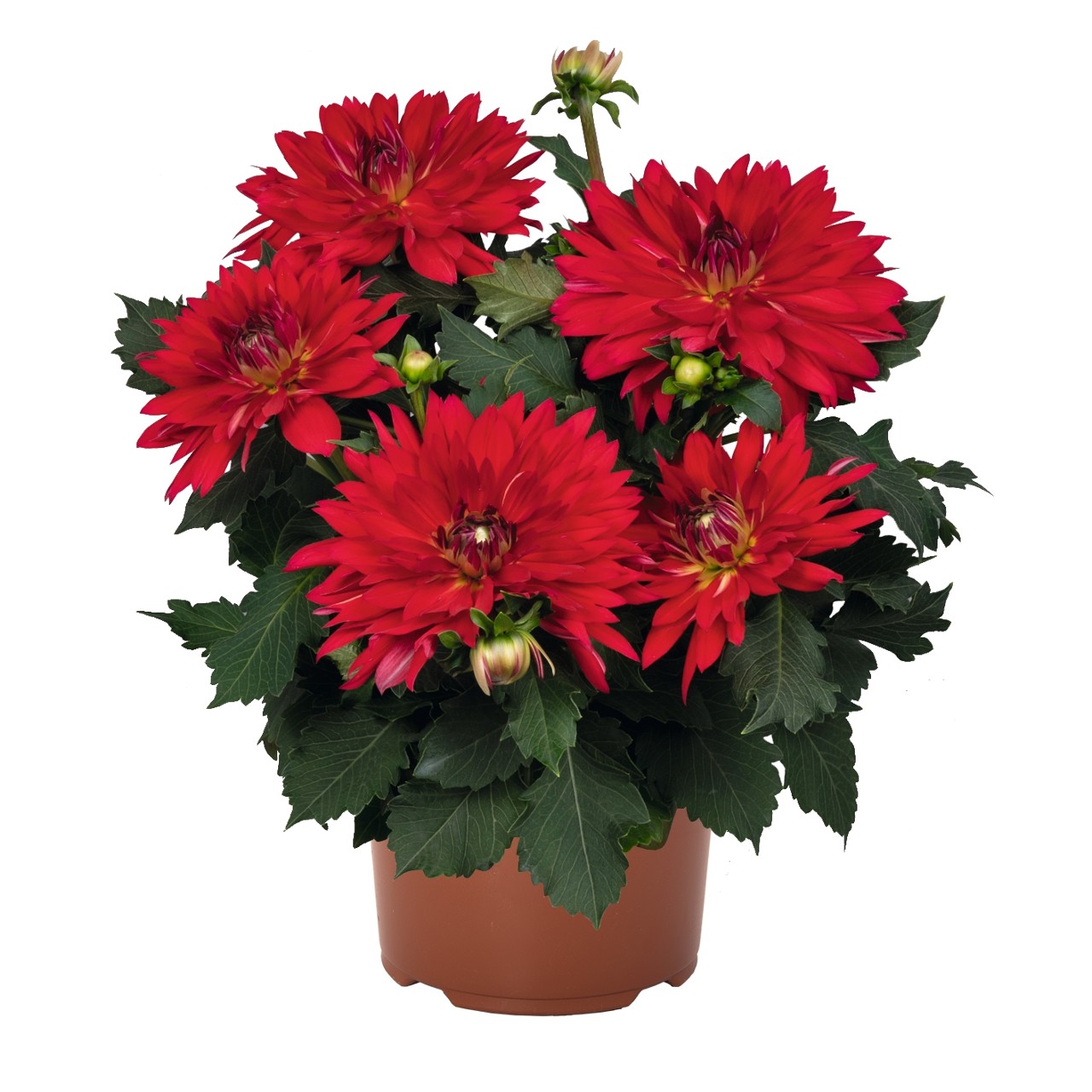 Георгина XXL Ruby Red