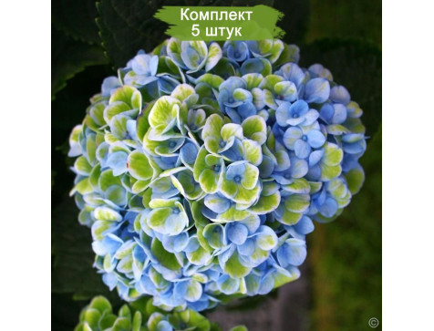 Комплект 5шт / Гортензия Мэджикал Революшн (Magical Revolution) (крупнолистная)