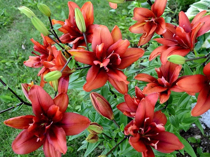 Лилия азиатская Red Twin