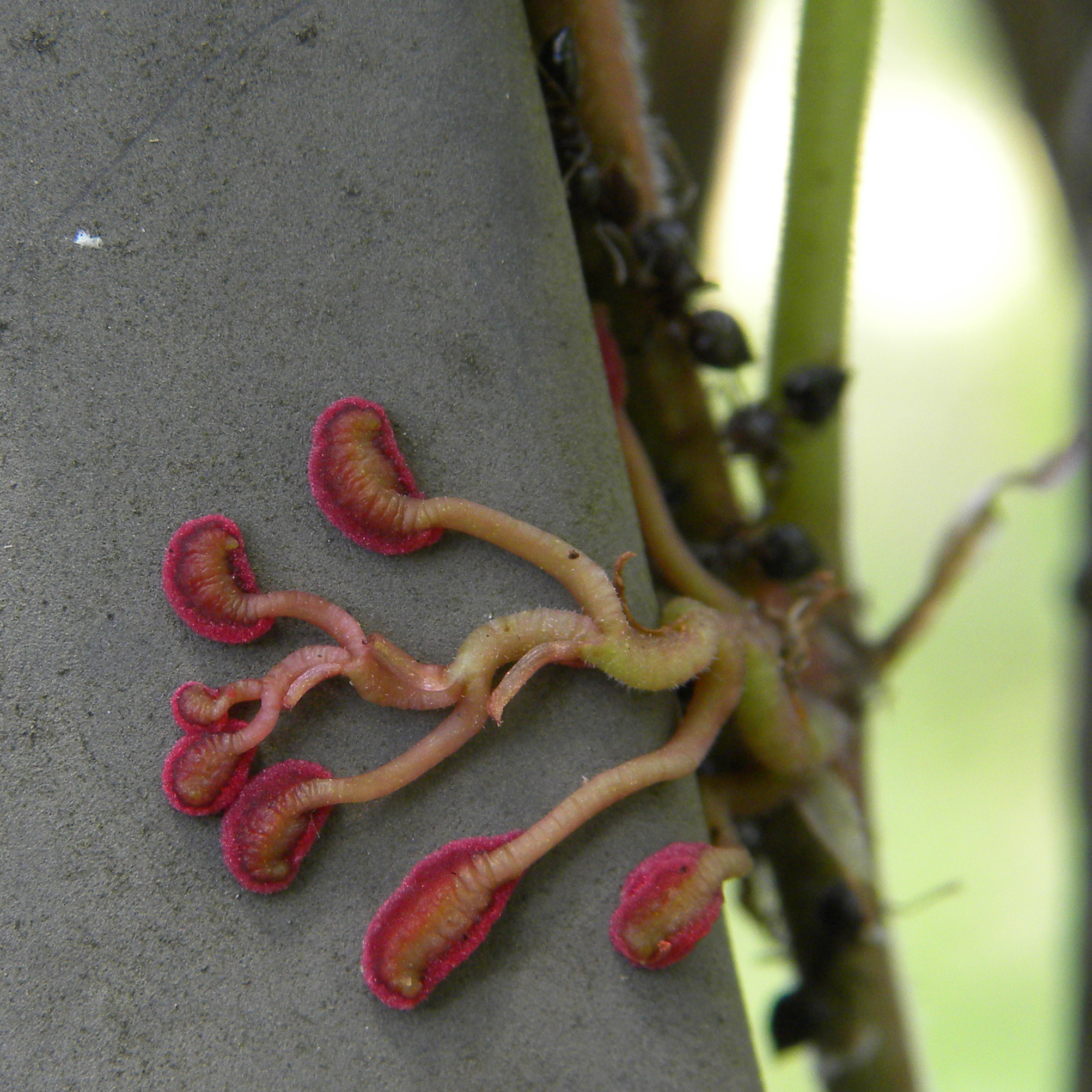 international backfill (iNaturalist): Vitis