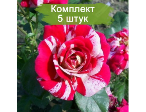 Роза Твист