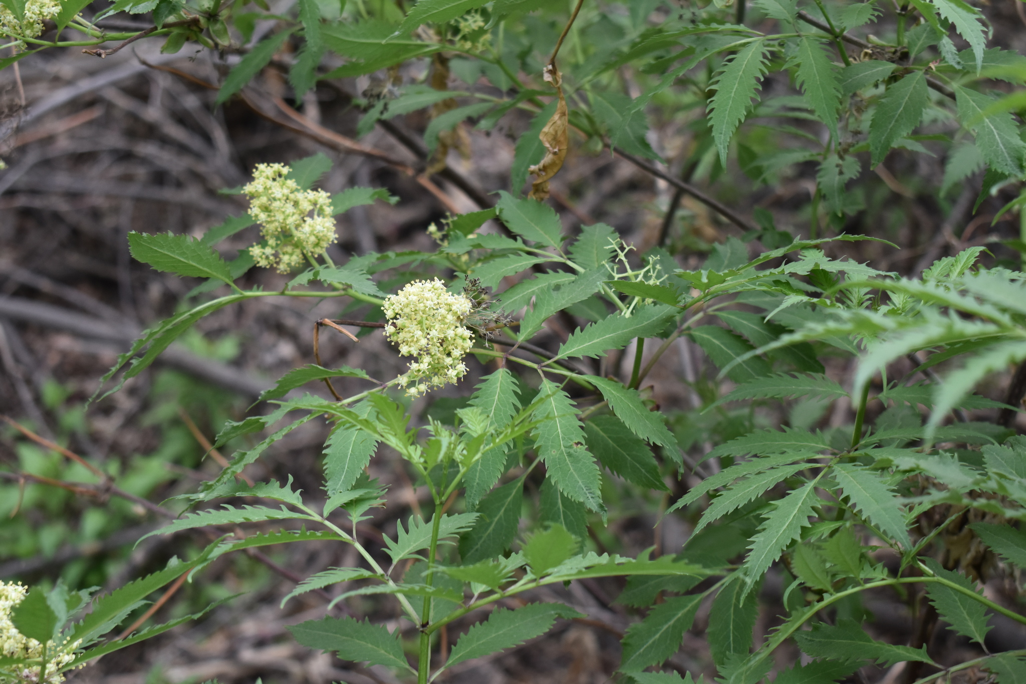 international backfill (iNaturalist): Sambucus