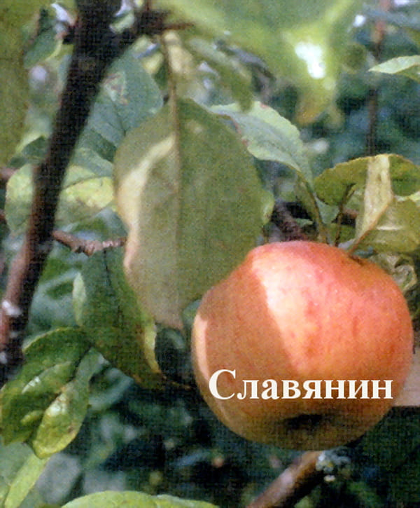 Яблоня Славянин