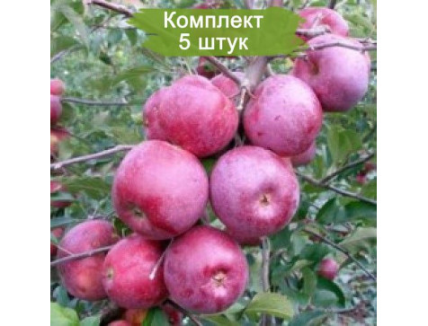 Яблоня Флорина