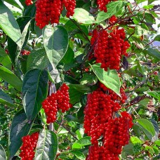 Лимонник китайский ЗКС Н