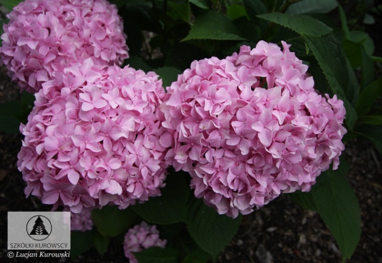 Гортензия крупнолистная Семперфлоренс (Semperflorens)