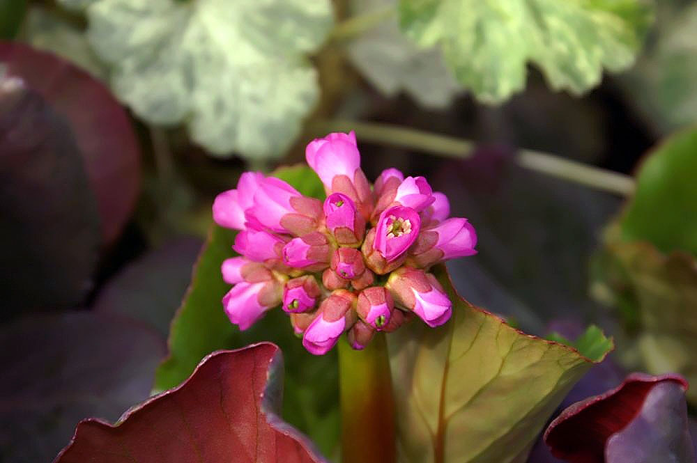 Бадан (Bergenia Edens Dark Margin)