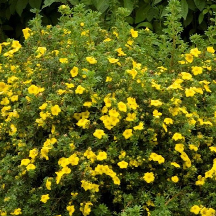 Лапчатка (Potentilla)