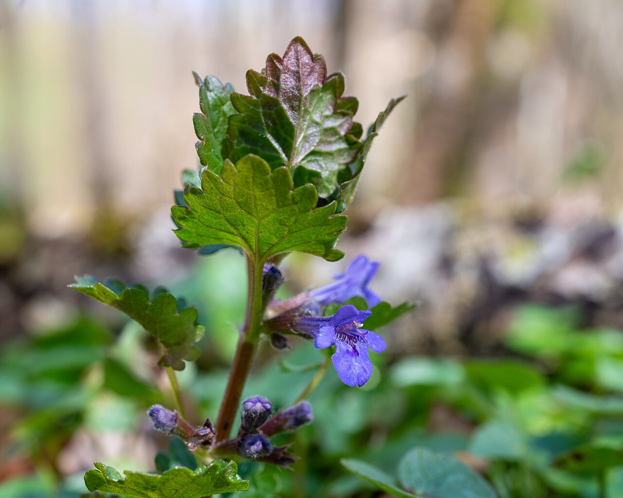 Будра плющелистная Variegata