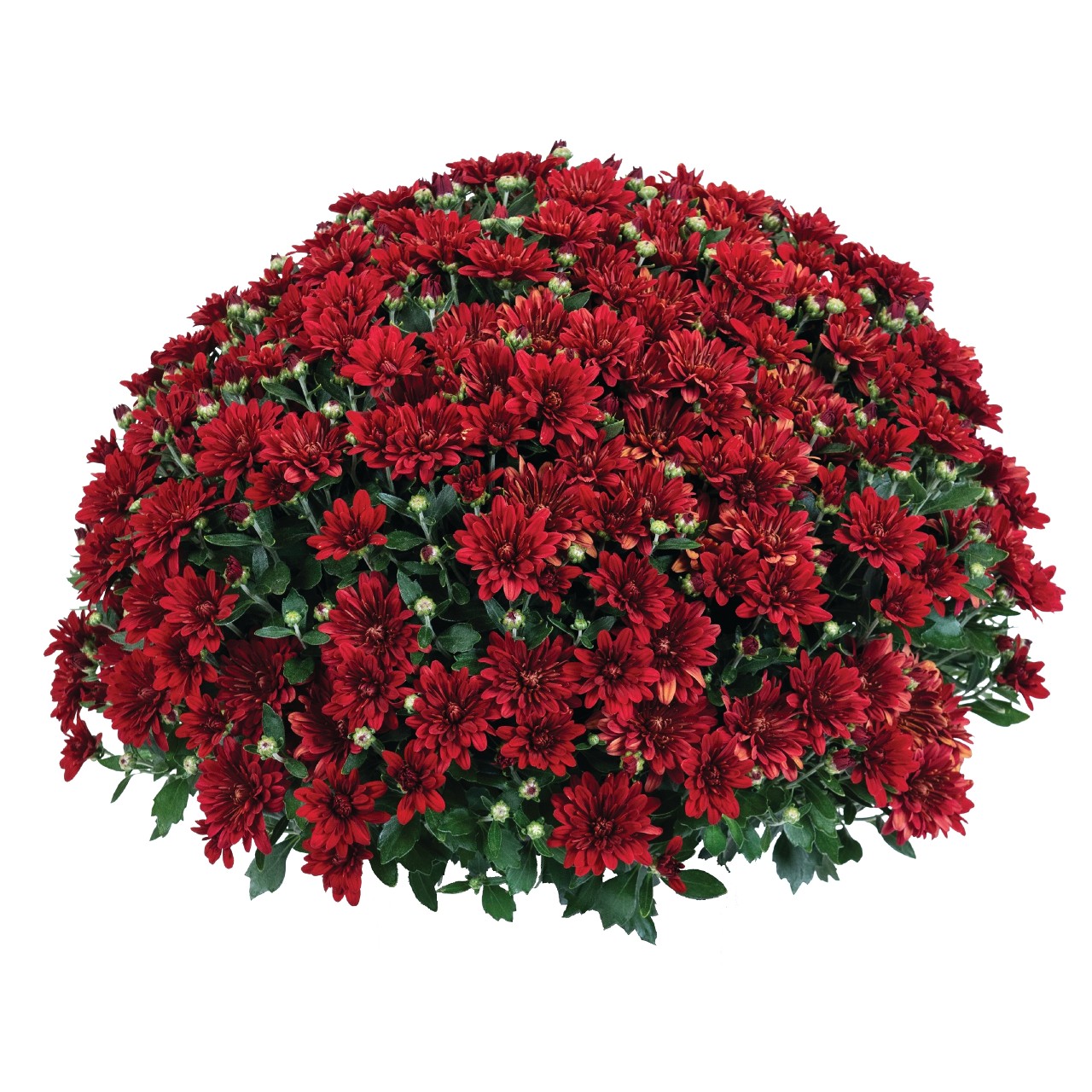 Хризантема Fiesta Red