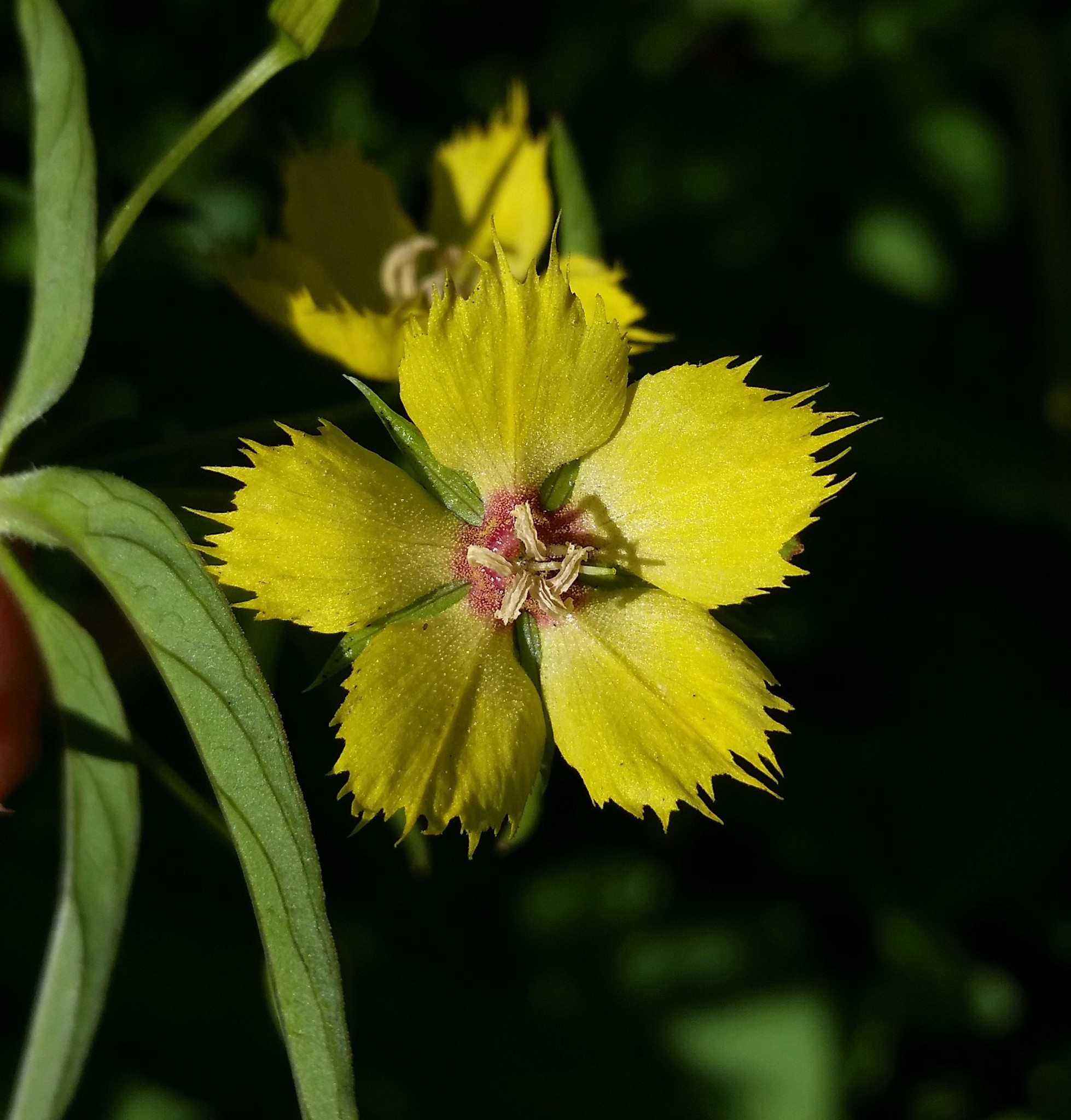 international backfill (iNaturalist): Lysimachia