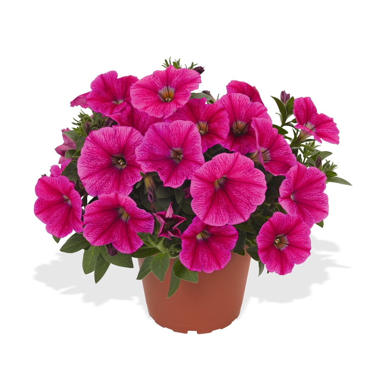 Петуния Sweetunia Rose Gem