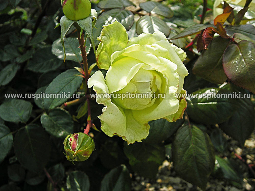 Плетистые крупноцветковые розы Elfe’ = ‘TANefle