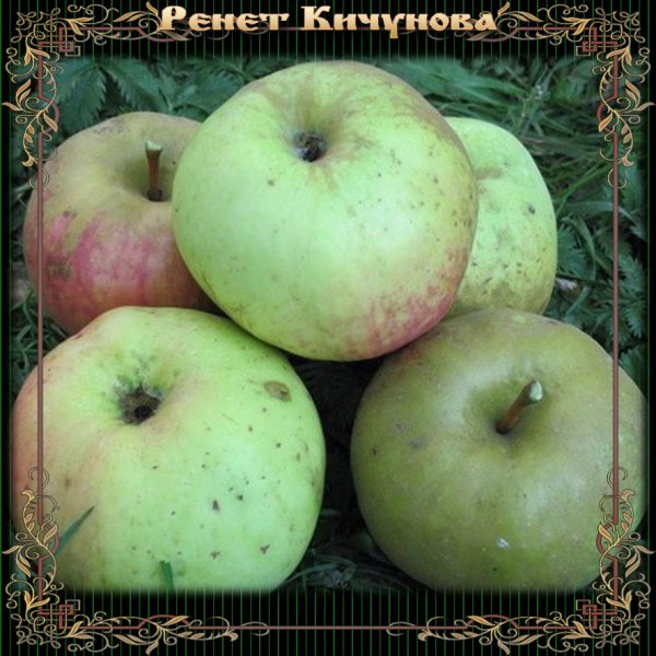 renet-kichunova-yablonya