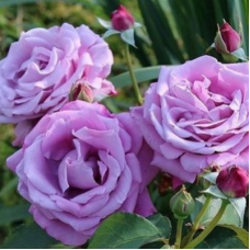 Роза чайно-гибридная (Rose hybrid tea Empress Farah)