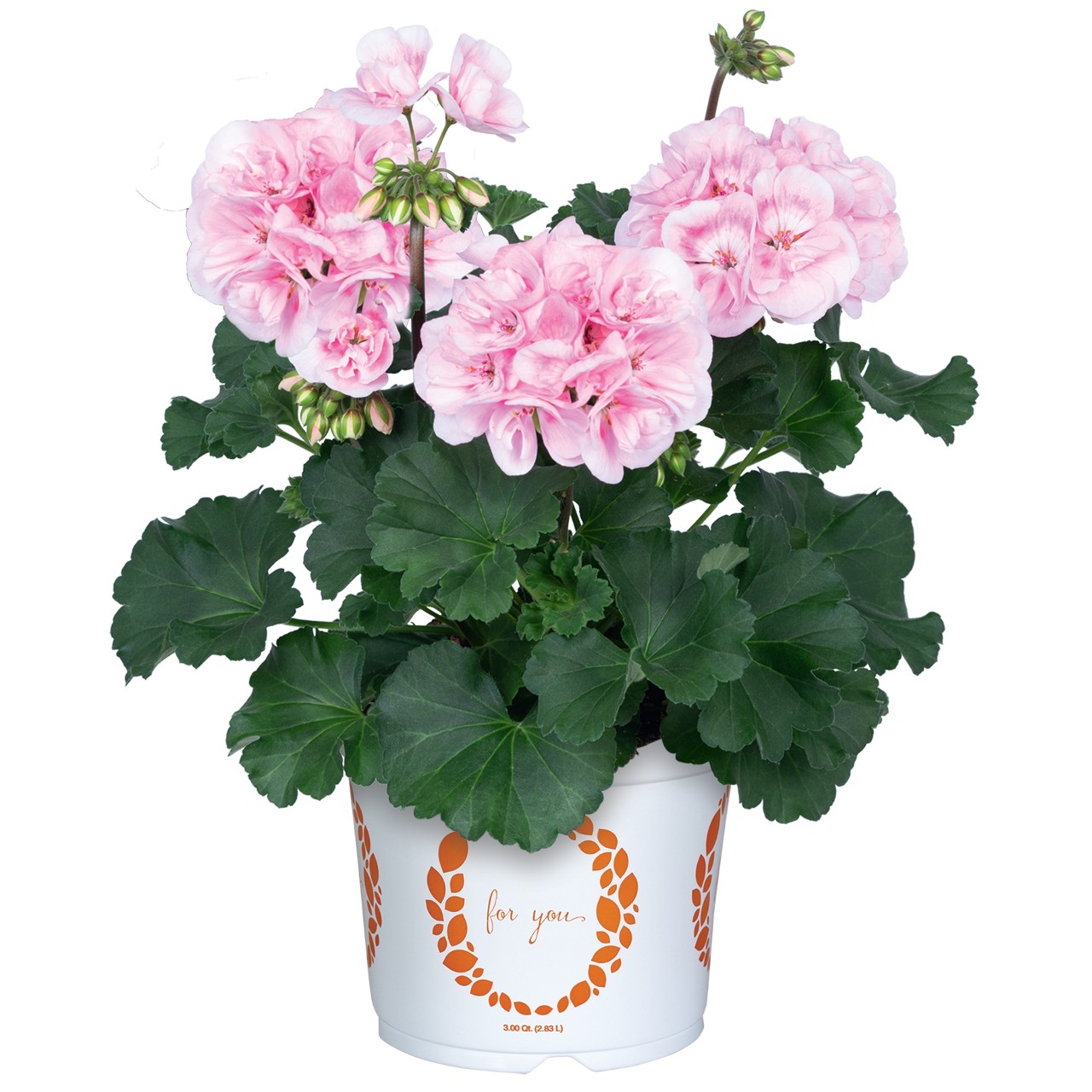 Пеларгония Savannah Pink Shades