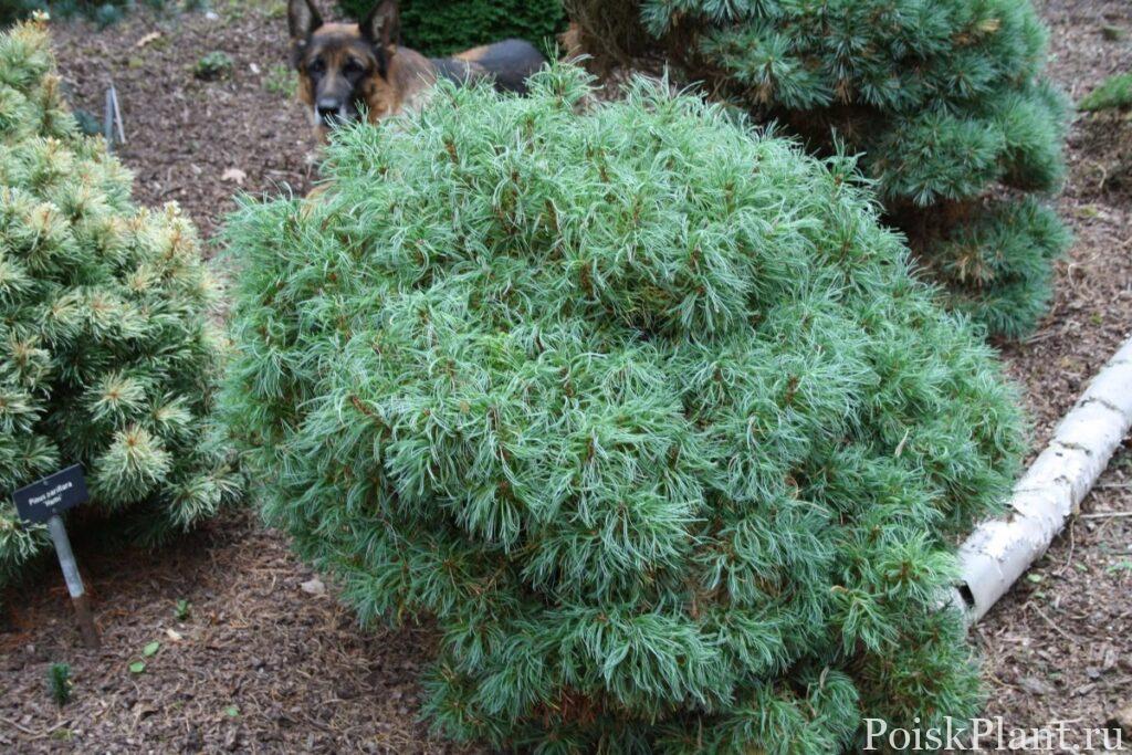 Сосна Веймутова Green Twist