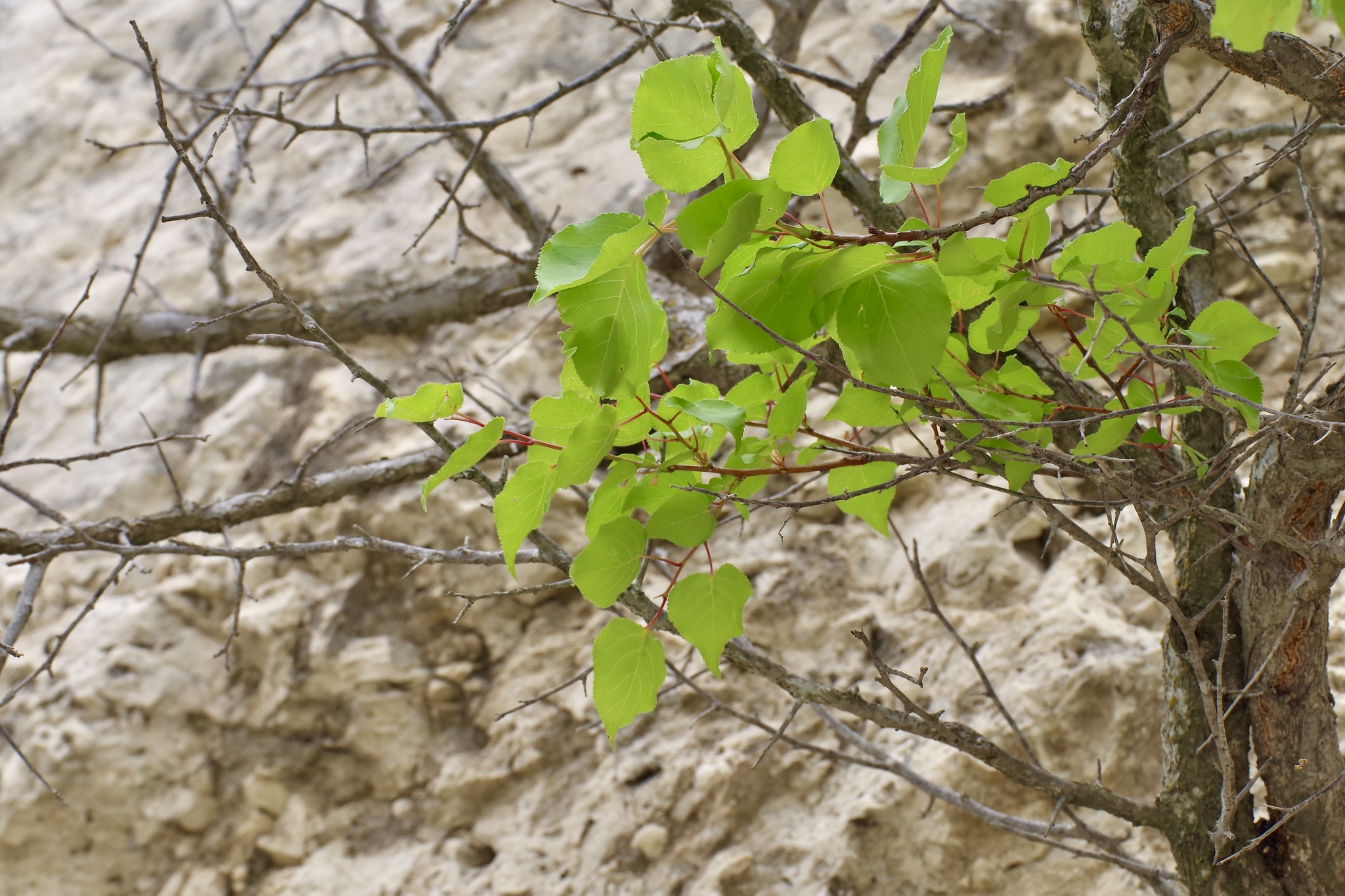 international backfill (iNaturalist): Prunus armeniaca