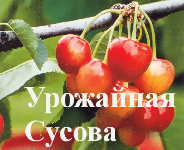 Черешня Урожайная Сусова