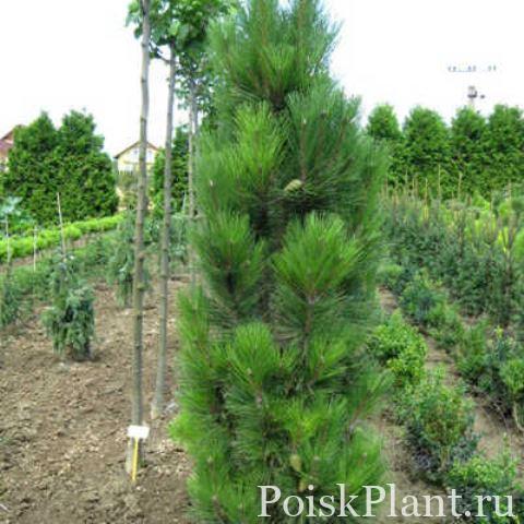Сосна черная Pyramidalis