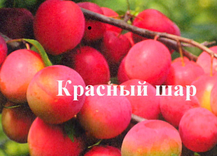 Слива Красный шар